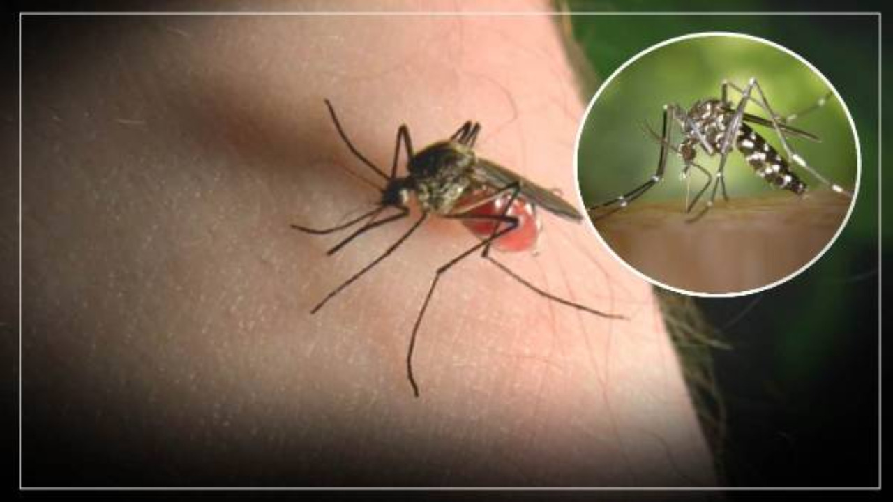Mosquitoes Bite: ఆరోగ్యం: వానాకాలం దోమల నుంచి రక్షణ ఇలా..