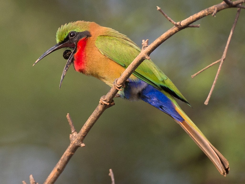 Red bearded bee eater