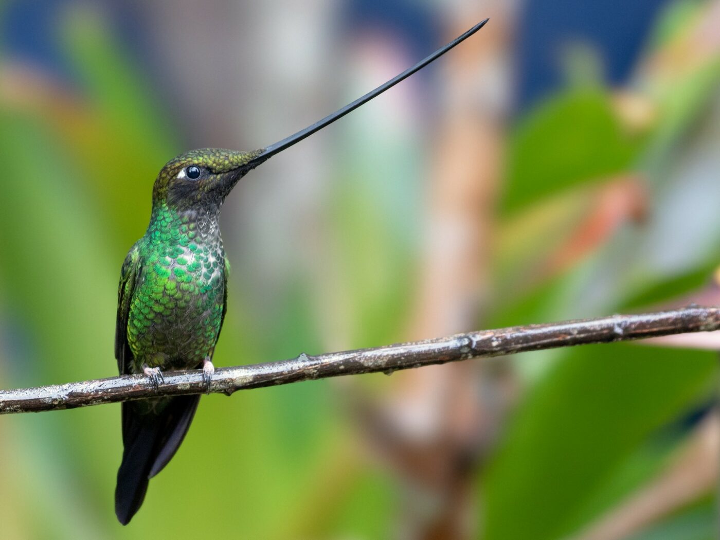 Sword-billed hummingbird 