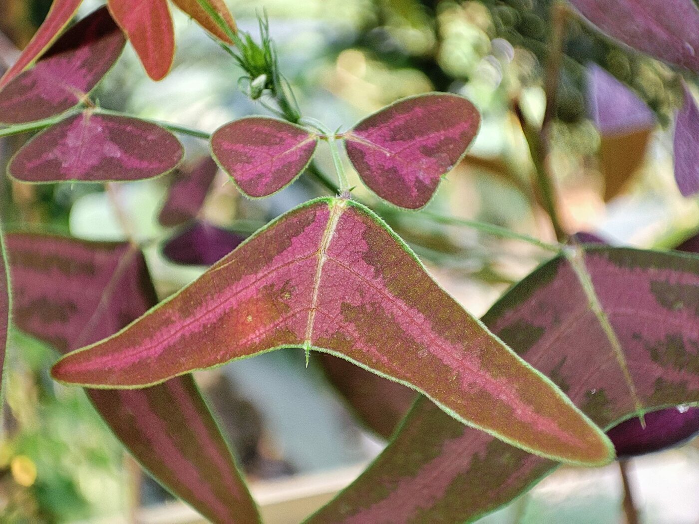 Plants Look Like Animals