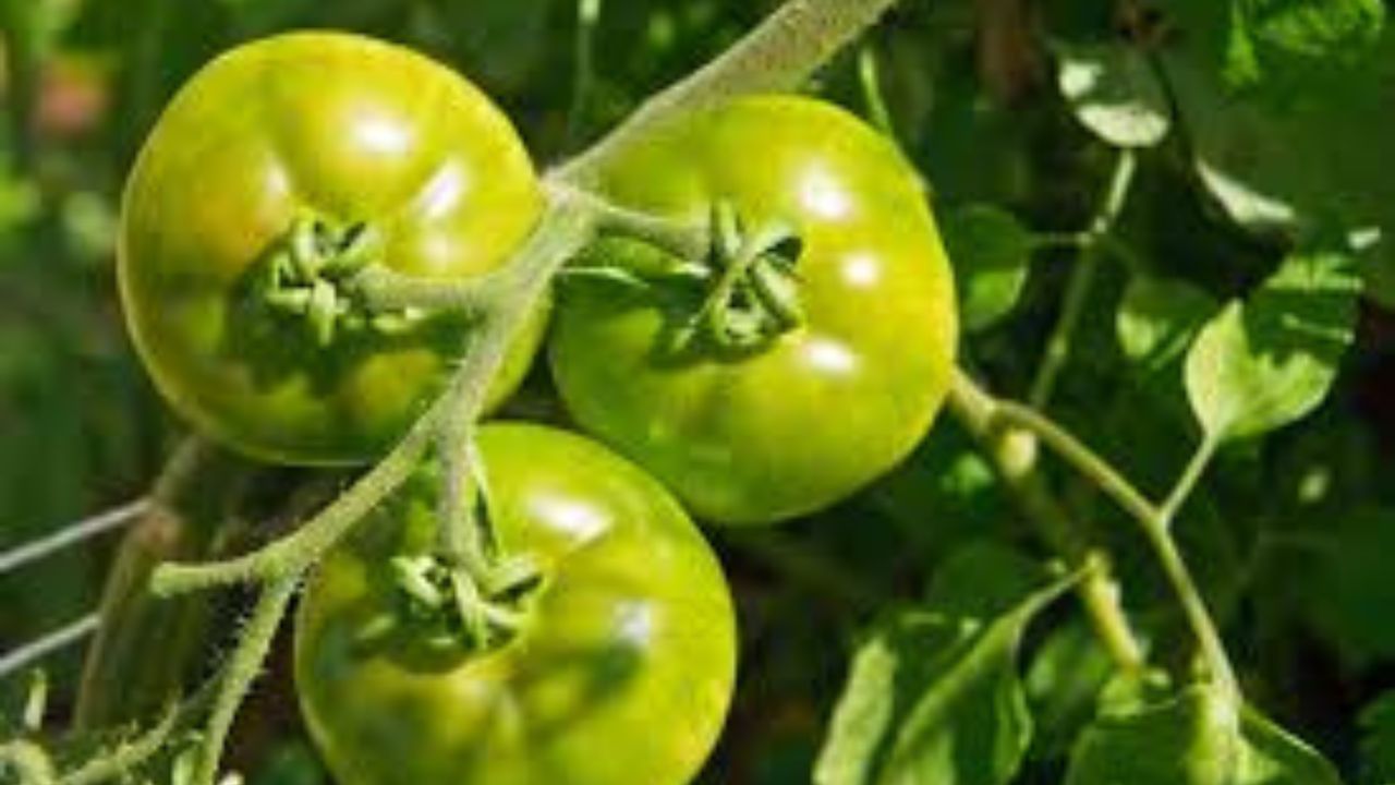 Green Tomato