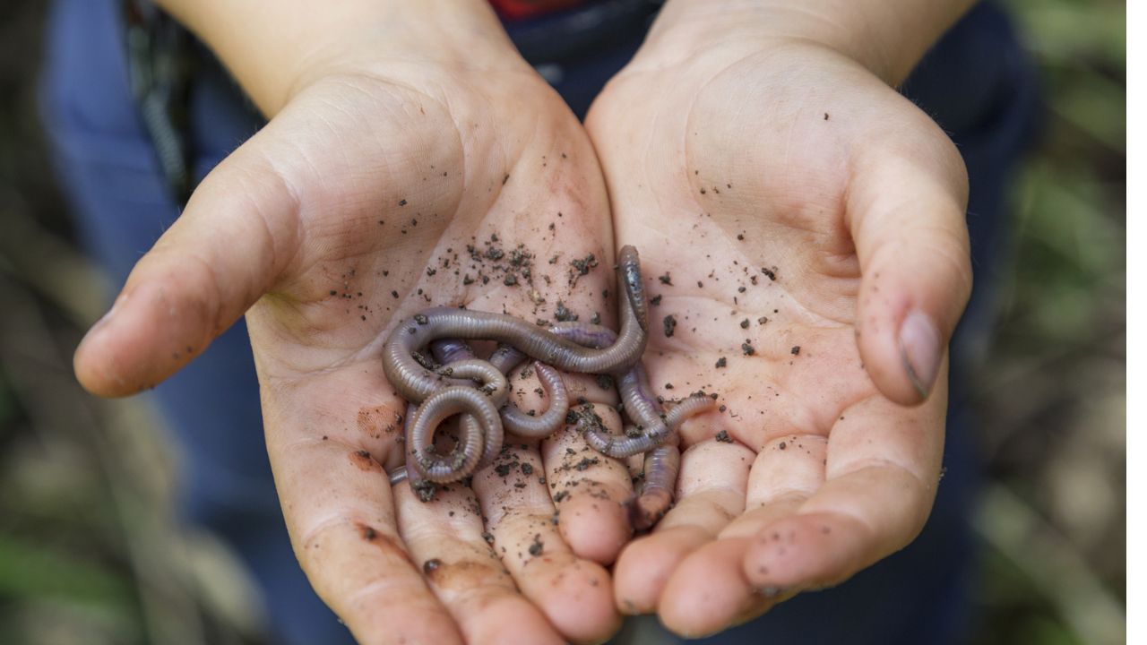 Do you know these secrets about earthworms