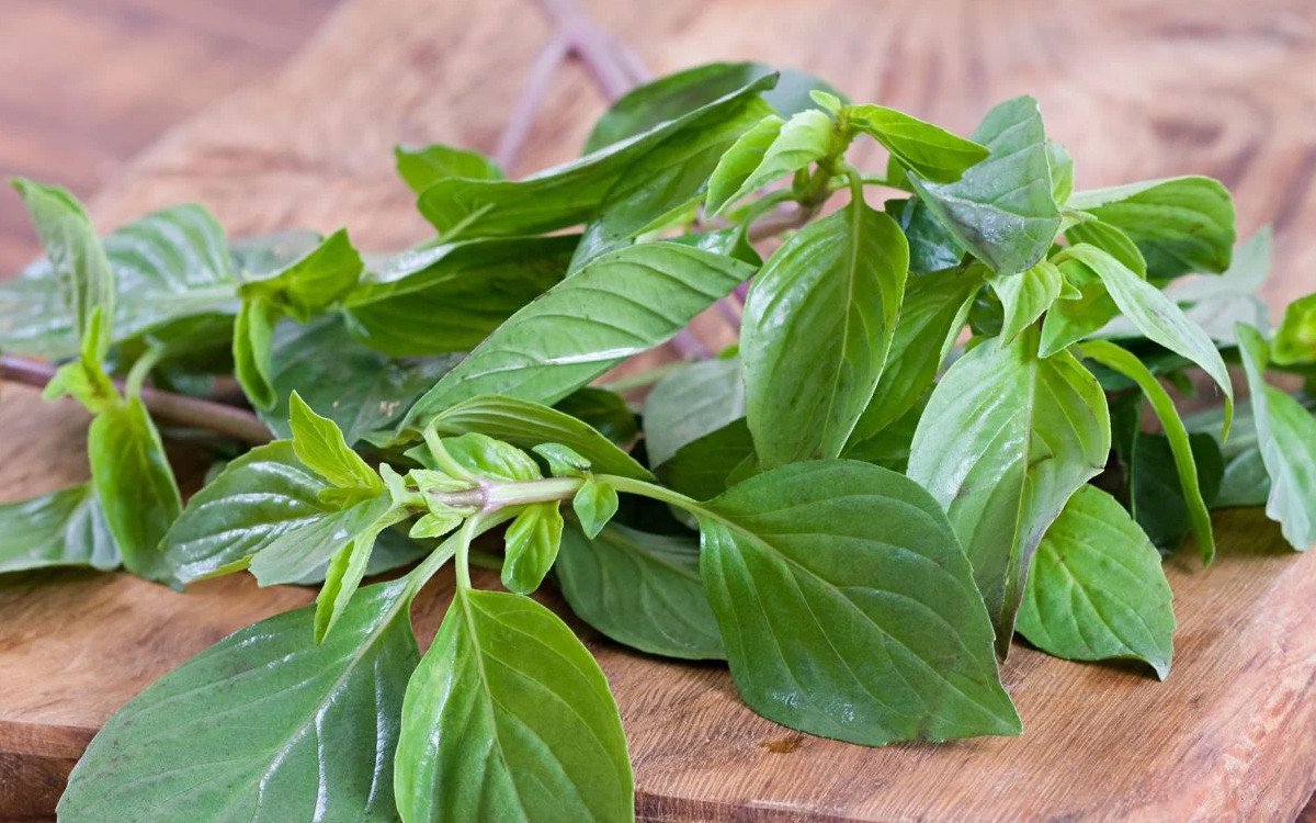 Dried-basil-plant