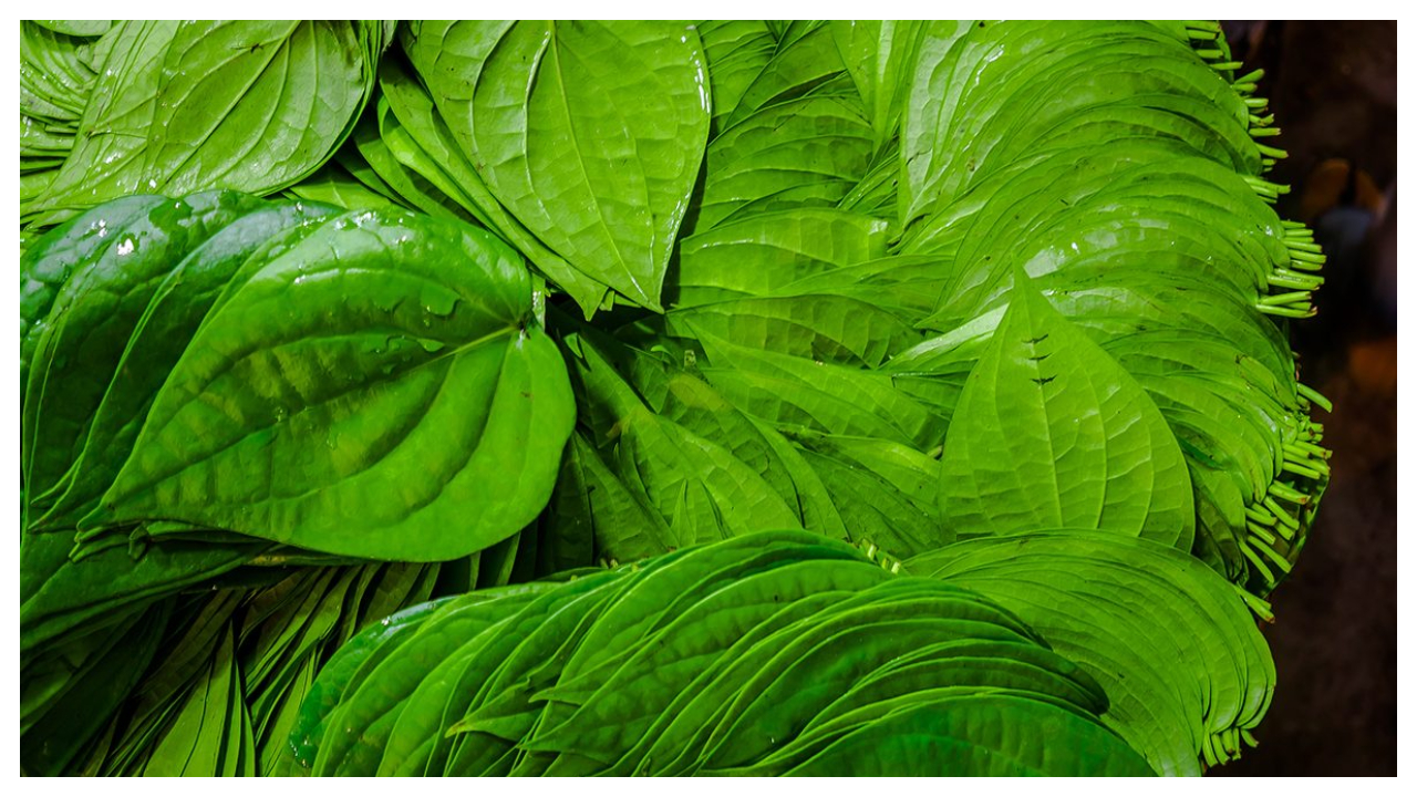 Betel Leaf