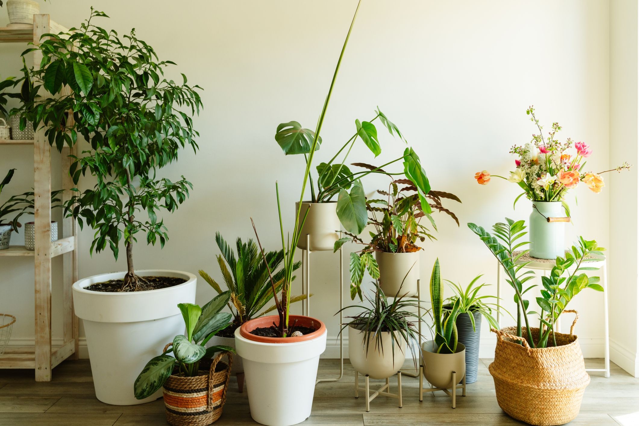 Plant These Plants At Home To Be Healthy