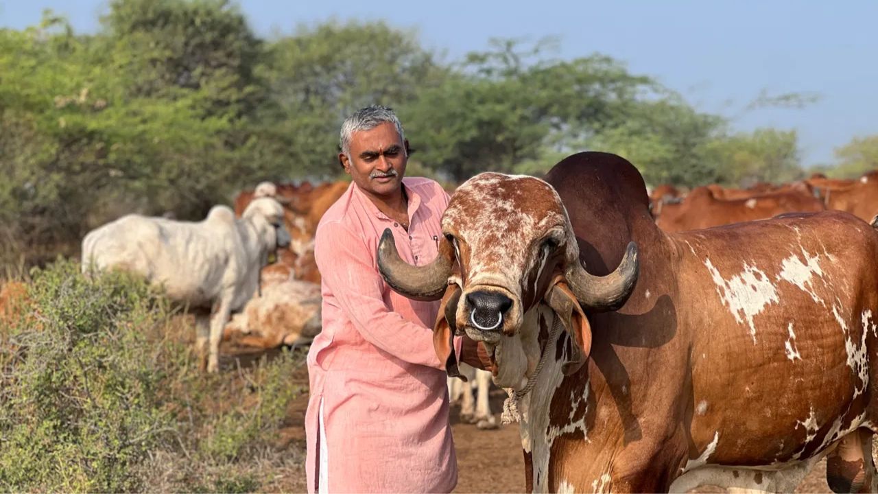 Ramesh Rupa Raelia Is A Success Story Who Earns Crores From Cows