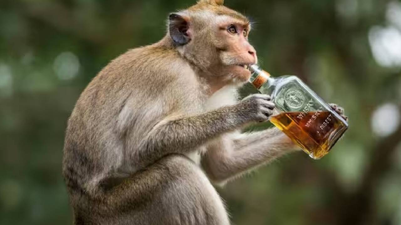 Does Alcohol Affect Animals: Do you know what happens to animals if they drink drugs like humans?