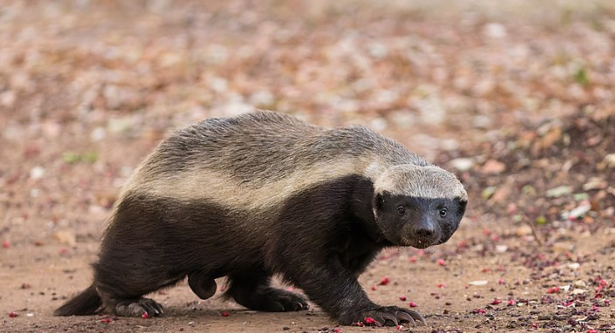 Honey-Badger