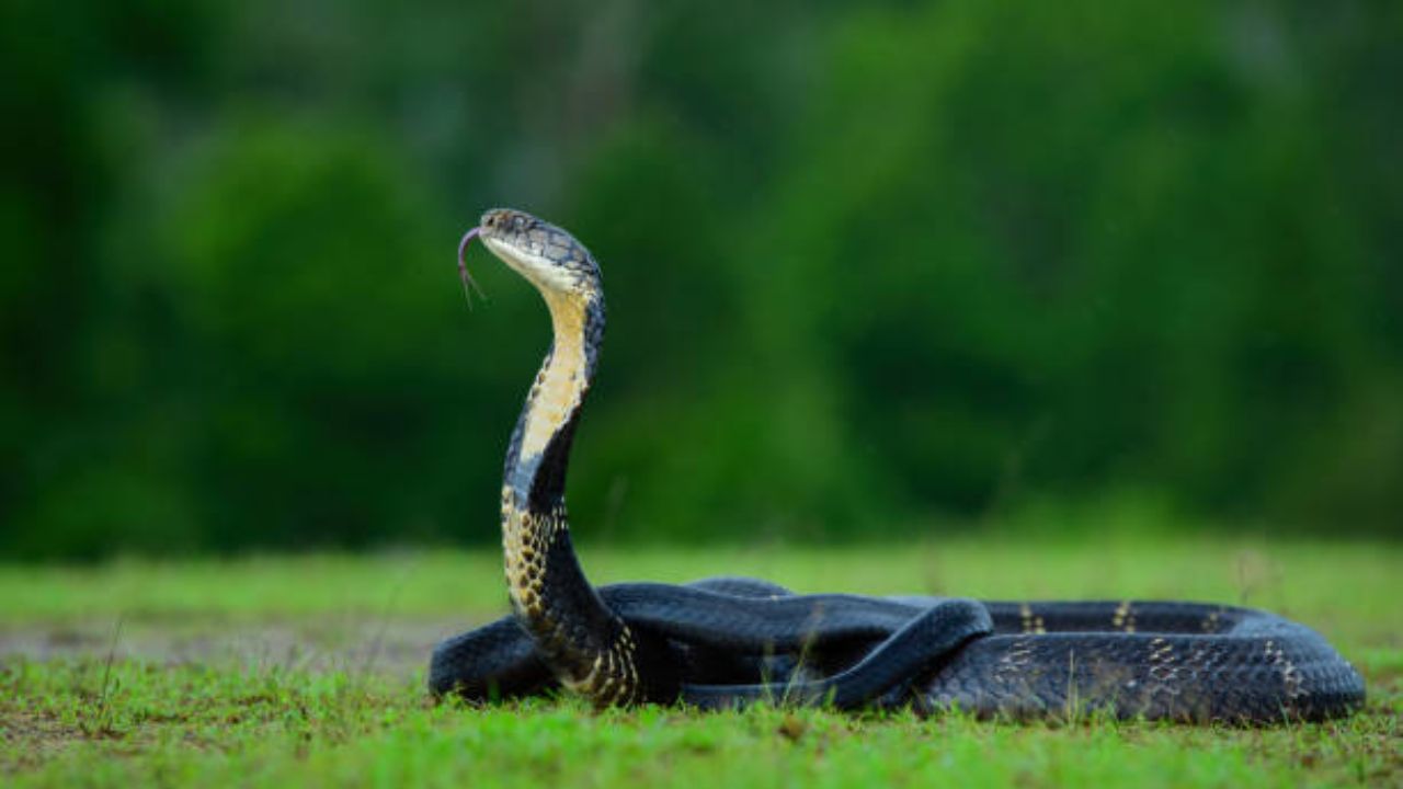 There Are 4 Species Of The Venomous Snake King Cobra