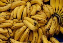 Banana: అరటి పండు ఎందుకు వంకరగా ఉంటుంది Banana