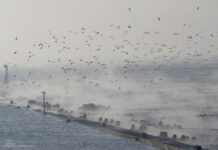 Birds know about Tsunami: సునామీ ముప్పు పక్షులకు ముందే ఎలా తెలుస్తుంది? అమెరికాలో ఏం జరిగిందంటే? Birds know about aTsunami