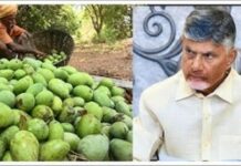 Chandrababu Naidu : రూ. 260 కోట్ల నిధులు.. రైతుల కోసం చంద్రబాబ చేసిన ఓ గొప్ప పని..