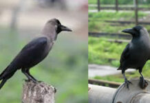 Crow The National Bird: ఆ దేశ జాతీయ పక్షి కాకి. మన పొరుగు దేశమే. కానీ పాకిస్తాన్ కాదు. Crow The National Bird