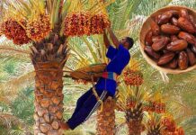 Dates Processing Method: ఖర్జూర పండ్లను లొట్టలు వేసుకుని తింటాం కదా.. అవి మనదాకా రావడానికి ఎంత ప్రయాస ఉందో తెలుసా? Dates Processing Method