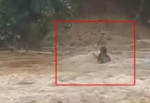 Farmer Sacrifices Life for His Bulls: ఎద్దుల కోసం నదిలో దూకిన రైతు.. ఆ తర్వాత ఏం జరిగిందంటే? Farmer Sacrifices Life for His Bulls