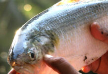 Godavari Pulasa fish: రూ.22 వేలు.. వామ్మో.. కిలోన్నర చేప గోదావరి పులస ఇంత రేటా? Godavari Pulasa