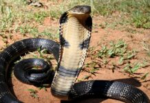 Is Snake Love A Myth: మగ పాము, ఆడ పాము జీవితాంతం కలిసి ఉంటాయా? పాము చనిపోతే మరొక పాము ఏం చేస్తుంది? Is Snake Love A Myth
