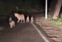 Leopard Viral Video: మనుషులకే కాదు పులులకూ డెస్టినీ ఉంటుంది తెలుసా: వైరల్ వీడియో Leopard-Viral-Video