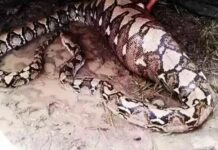 Python swallows man : మనిషిని అమాంతం మింగేసిన పాము… వైరల్ వీడియో
