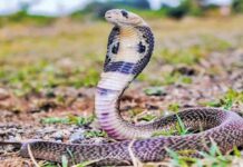 Snakes: మీ ఇంటి చుట్టుపక్కల పాములు లేవా? అయితే మీరు ప్రమాదంలో ఉన్నట్టే? Snakes Revenge Myth