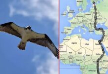 South Africa Eagle: పదివేల కిలోమీటర్లు ప్రయాణించింది..ఈ గద్ద మనుషులకే సవాల్ విసిరింది! South Africa Eagle