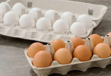Which Eggs are Healthier: తెల్లని గుడ్లు.. గోధుమ రంగు గుడ్లు.. వీటిలో ఏది బెటర్? ఏది తినాలి Which Eggs are Healthier