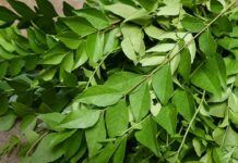 Curry Leaves Business: ‘కరివేపాకు’ అని తీసిపారేయొద్దు! Curry Leaves Business