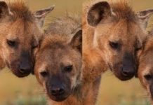 Japanese Zoo: నాలుగేళ్లుగా కలిసే.. ఎంత ఎంకరేజ్ చేసినా పిల్లలు లేరు.. చివరికి తేలింది ఇది.. Japanese Zoo