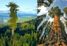 Largest Trees on Earth: భూమిపై అత్యంత పెద్ద చెట్లు ఇవే..! Largest Trees on Earth