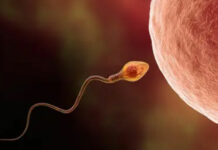 Power of One Sperm: ఒక్క శుక్రకణం.. ఎంత పవర్ ఫుల్ నో తెలుసా? Power of One Sperm