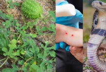 Snake Bite Remedy: పాము కరిచిన ఏం కాదు.. అంత పవర్ మొక్క ఇదీ.. వెంటనే తెచ్చేసుకోండి Snake Bite Remedy