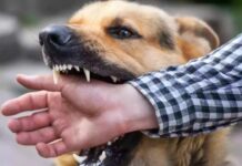 Street Dog Attack: ఈ వీడియో చూసి.. వీధుల్లో వెళ్లే వారంతా జాగ్రత్త.. Street Dog Attack