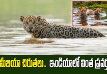 Project Cheetah : నమీబియా చిరుతలు.. ఇండియాలో కొత్తగా ప్రవర్తిస్తున్నాయి
