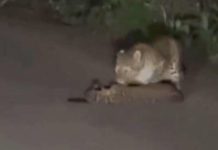 Leopard Video: కళ్ళముందే బిడ్డ కన్నుమూత.. తల్లడిల్లిన తల్లి హృదయం.. కన్నీరు పెట్టిస్తున్న వీడియో Leopard Video