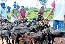 Tamil Nadu: ఏం మొక్కావు సామీ.. 151 మేకలతో ధావత్.. భక్తులకు కడుపునిండా మటన్ బిర్యానీ…. Tamil Nadu