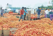 Tomato Prices: రూపాయి విలువ చేయని టమాటా.. రైతులు ఏం చేశారంటే? Tomato Prices