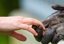 Animals Vs Humans: జంతువుల్లో లేనిది.. మనుషుల్లో ఉండేది ఇదే.. Animals Vs Humans