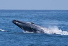 Largest animal in the World: ప్రపంచంలోనే అతిపెద్ద జంతువు.. ఎక్కడ ఉంటుందో తెలుసా? Largest animal in the world
