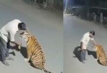 Madhya Pradesh Viral Video: మందేస్తే.. పులి లేదు తొక్కలేదు.. ఈ తాగుబోతు చేసిన పని వైరల్ Madhya Pradesh Viral Video