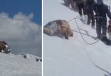 Himalayan Brown Bear: సైనికుల సాహసం.. సియాచిన్లో ఎలుగుబంటికి ఊపిరి Himalayan Brown Bear