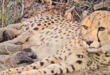Kuno National Park Cheetah: మోడీ వదిలిన చీతాలు ఇప్పుడు ఎలా ఉన్నాయో తెలుసా? Kuno National Park Cheetah