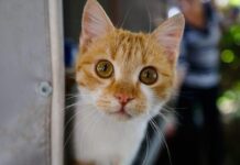 New Zealand Cats: న్యూజిలాండ్లో ఆ పిల్లి కనిపిస్తే ఖతమే..! New Zealand Cats