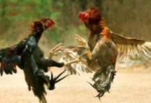 Sankranti Cockfighting: ఆర్మీ ట్రైనింగ్ తో పందెం కోళ్ళు రెడీ! Sankranti Cockfighting