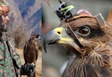 Eagle Arjun: ఇది మన అర్జున్.. చైనా, పాక్ కు పక్కలో బల్లెం.. Eagle Arjun