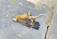 Natukodi In Mahabubabad: ట్రాక్టర్ కింద పడి కోడిపుంజు మృతి.. పోలీసుల ఎంట్రీ.. ఆ తర్వాత ఏం జరిగిందంటే? Natukodi In Mahabubabad