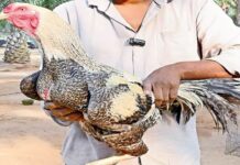 Pandem Kodi Price: ఆ పందెం కోడి ధర అక్షరాల.. వామ్మో! Pandem Kodi Price