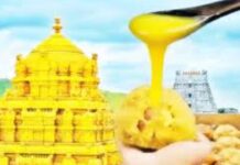 TTD Laddu: టిటిడి నెయ్యిలో కల్తీ.. జంతు కొవ్వు మాటేంటి అంటున్న వైసిపి TTD Ghee Controversy