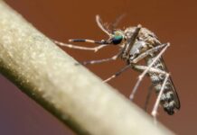 Mosquitoes: ఫిబ్రవరి, మార్చి నెలలో దోమల బెడద ఎక్కువ.. ఎందుకో తెలుసా? Mosquitoes