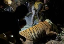 Tiger: చుట్టూ ఫ్లడ్ లైట్స్.. ఎదురుగా పులి.. అలా పట్టుకున్న రెస్క్యూ టీం! Tiger