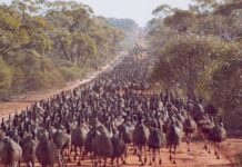 Great Emu War Australia: పక్షుల వల్ల కంటి మీద కునుకు లేదు.. ఏకంగా సైన్యం రంగంలోకి దిగింది.. యుద్ధమే జరిగింది.. Great Emu War Australia